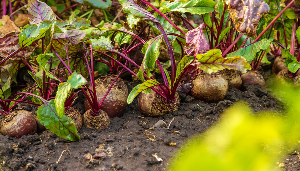There Are Shade-Tolerant Crops for Shorter Fall Days