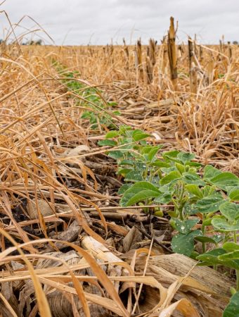 Cover Crops Boost Spring Yields