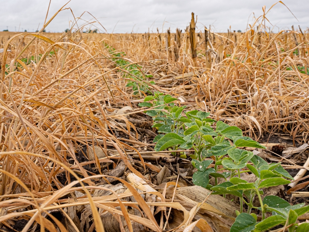 Cover Crops Boost Spring Yields