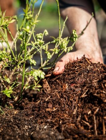 Some Mulching Mistakes Can Suffocate Roots