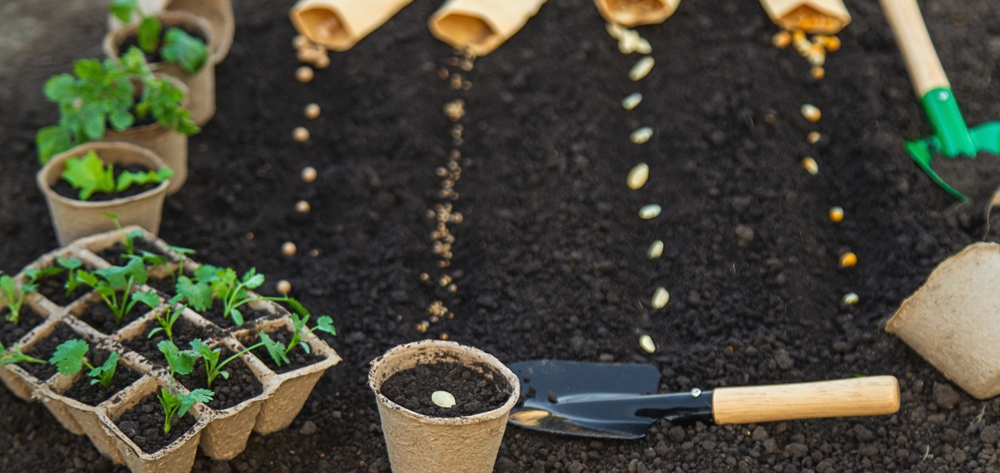 Gardeners save more money starting seeds in Fall