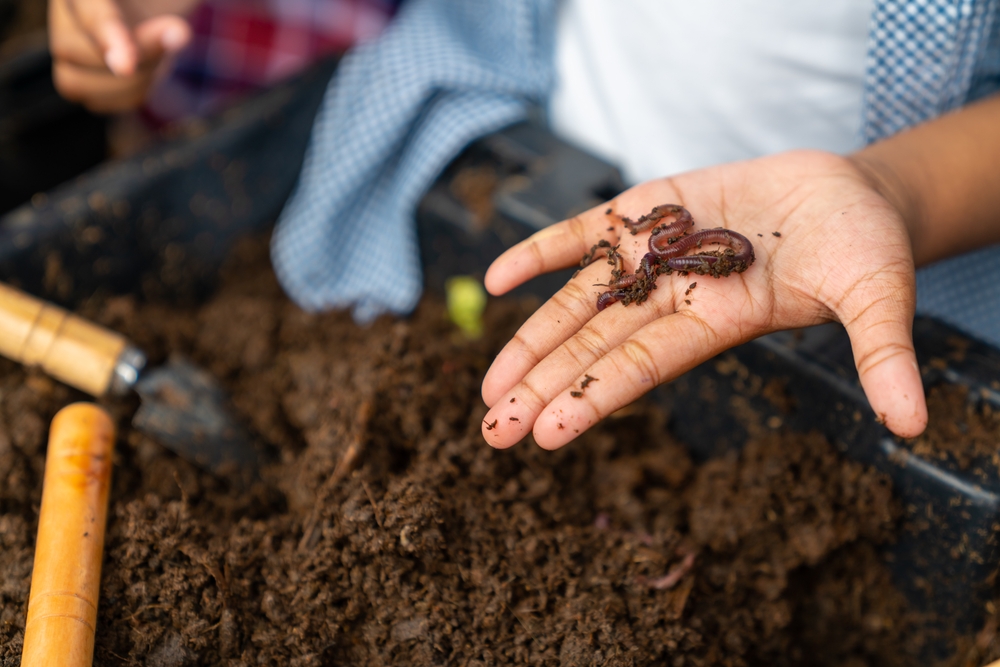 Some Insects Actually Help in Fall Gardens