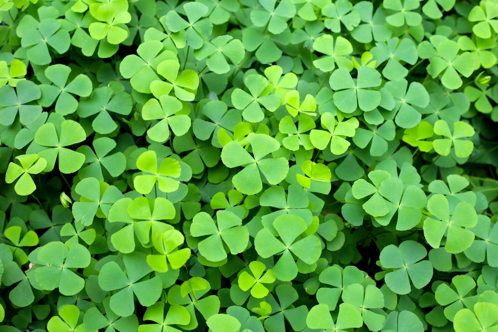 Some edible weeds pop up in September.