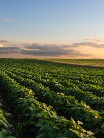 Shortened Days Impact Leafy Crops Differently