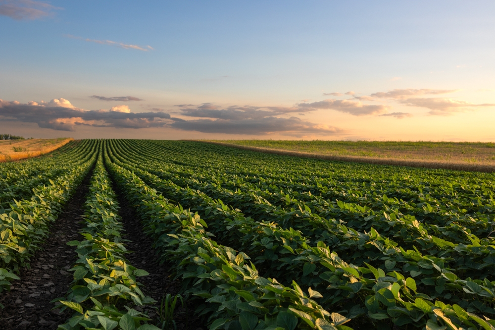 Shortened Days Impact Leafy Crops Differently