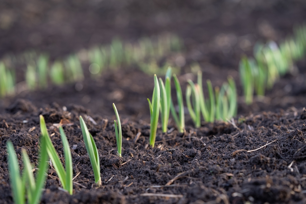 Garlic and Shallots Thrive When Planted Now