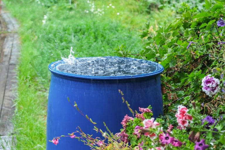 Rainwater Collection Is Easier in Fall
