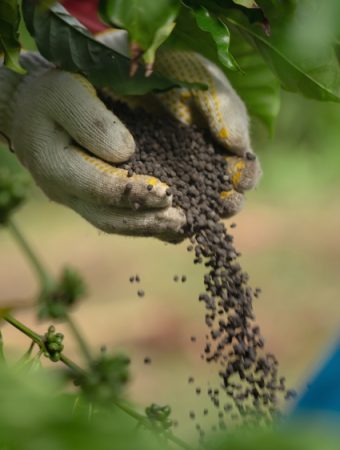 There Are Certain Fertilizers to Skip in the Cool Season