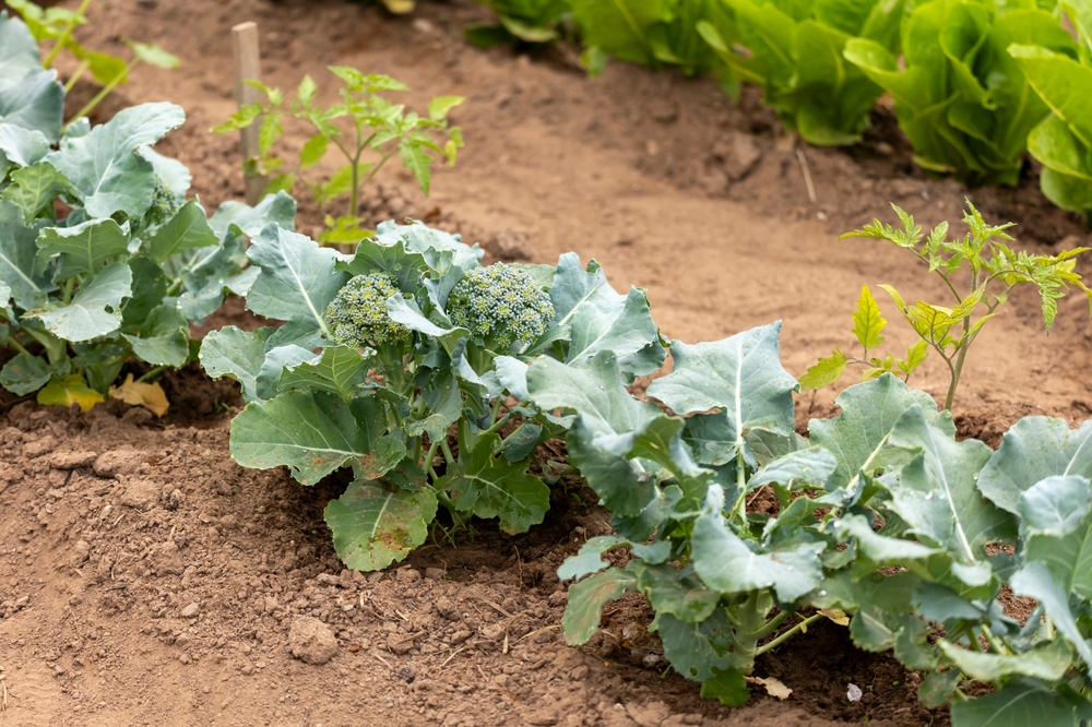 Some Crops Love Shorter Days