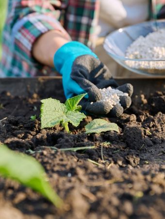 Over-fertilizing kills more plants in Fall.