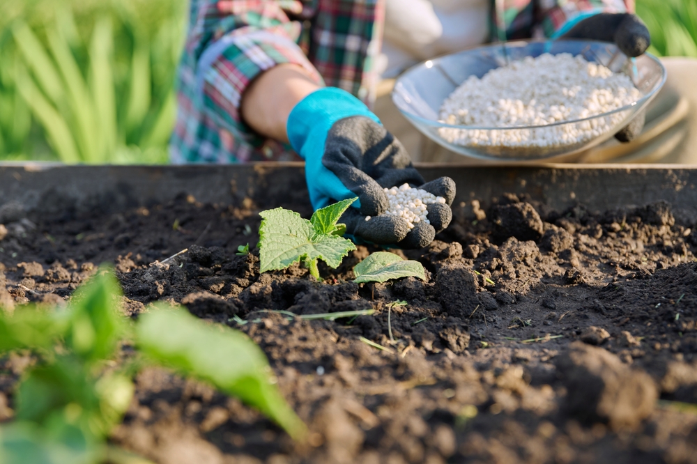 Over-fertilizing kills more plants in Fall.