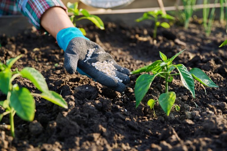 Some organic fertilizers work best in cooler soils.