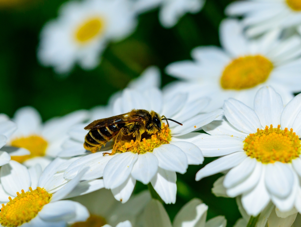 There Are Certain Garden Tasks to Protect Bees in Autumn