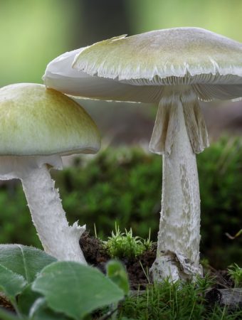 Fungi plays a role in breaking down fall leaves.