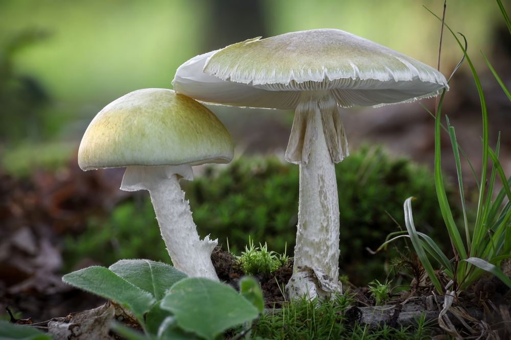 Fungi plays a role in breaking down fall leaves.