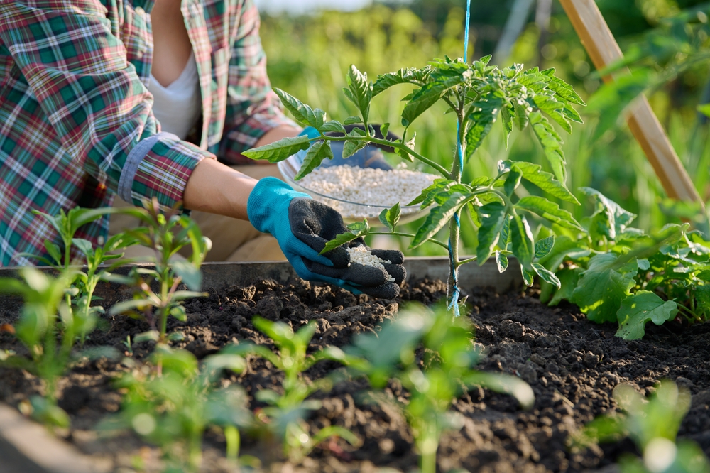 Over-fertilizing kills more plants in Fall.