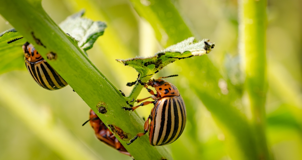 Crop Residue Feeds Microbes in Autumn