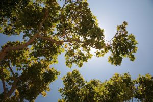 The Hidden Benefits of Bare Branches — How Sunlight Changes Your Garden Layout