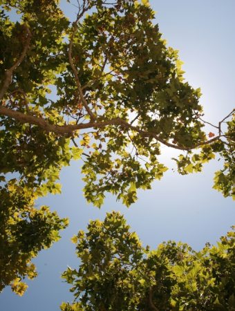 The Hidden Benefits of Bare Branches — How Sunlight Changes Your Garden Layout