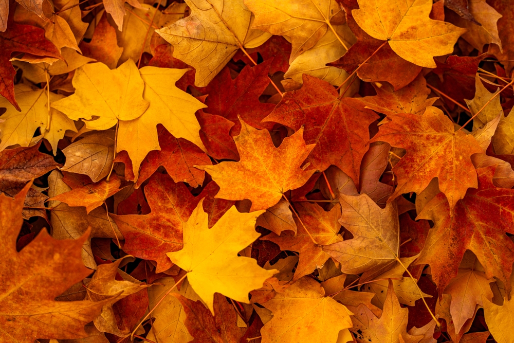 Soil Microbes Shift With Cooler Weather
