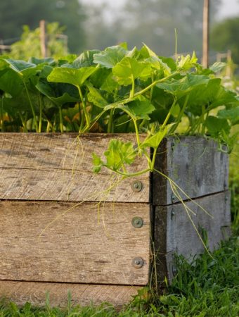 Raised Beds Hold Heat Longer in Fall