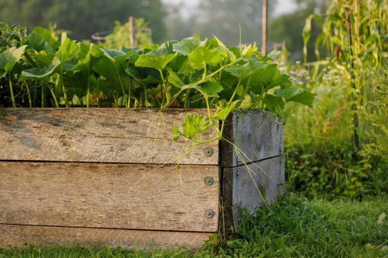 Raised Beds Hold Heat Longer in Fall