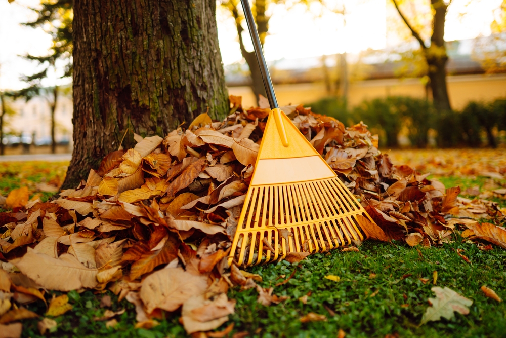 Fungi plays a role in breaking down fall leaves.