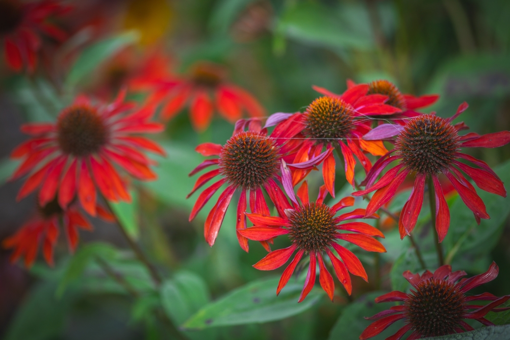 Some Plants Self-Seed Perfectly in Fall