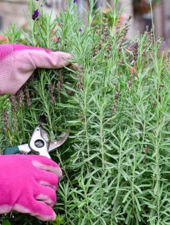 You should never cut back now on these 5 perennials.