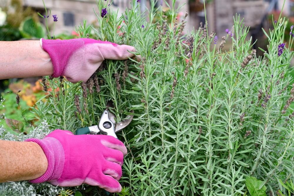 You should never cut back now on these 5 perennials.