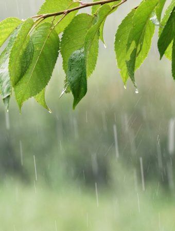 Certain Soil Amendments Work Best in Fall Rains
