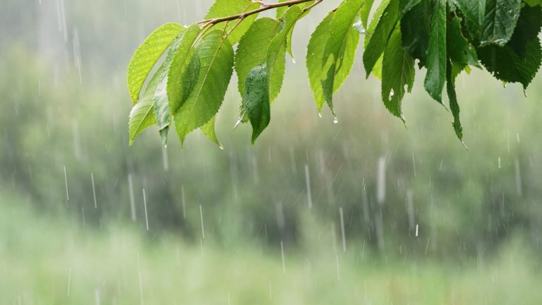 Certain Soil Amendments Work Best in Fall Rains