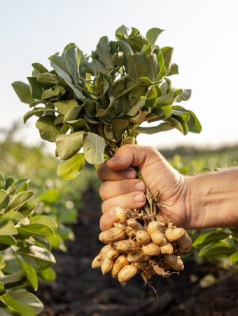 Storing root crops extend winter food supplies.