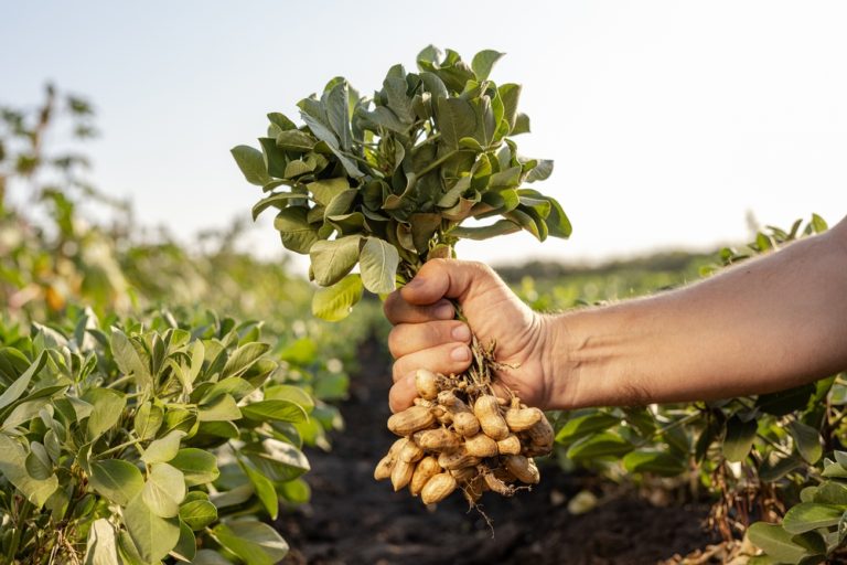 Storing root crops extend winter food supplies.