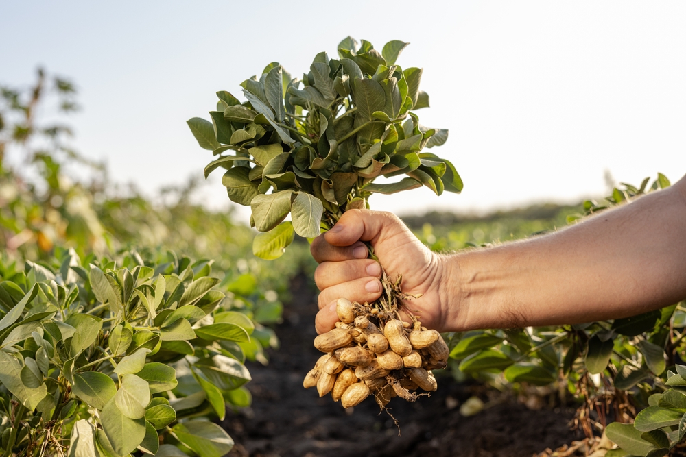 Storing root crops extend winter food supplies. 