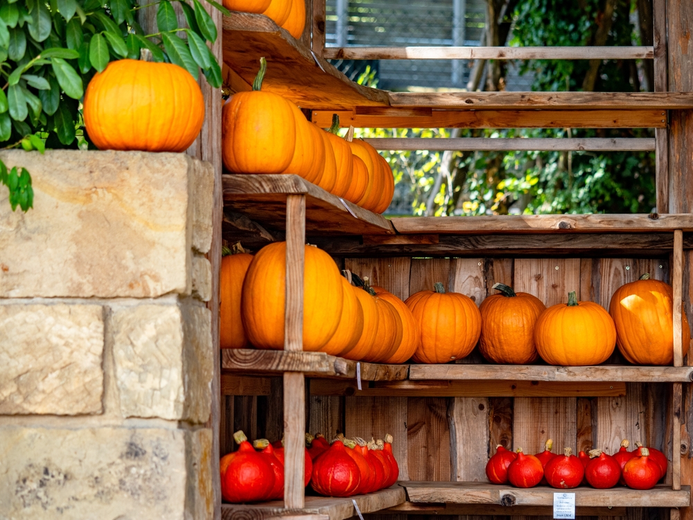 Gardeners make mistakes with pumpkins
