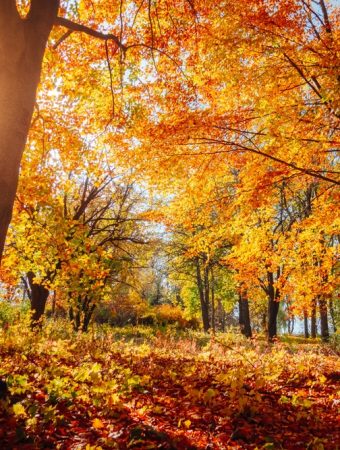 Some garden myths fail in Autumn weather.