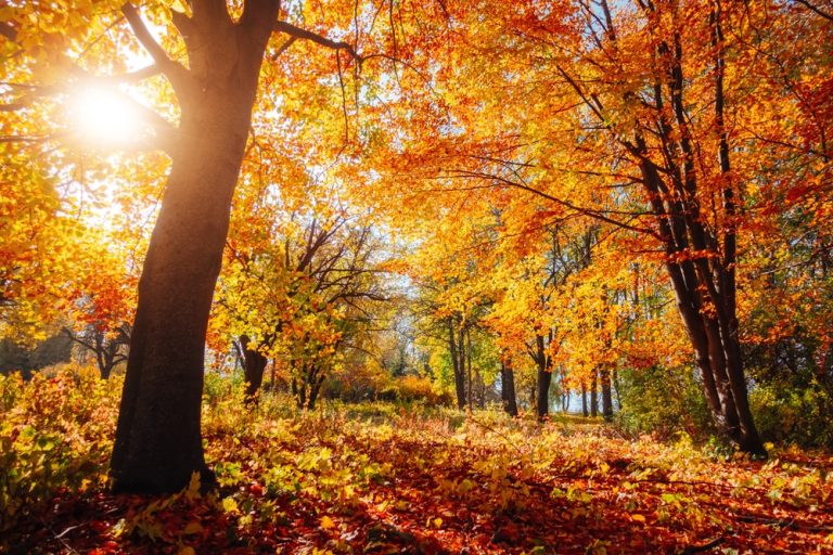 Some garden myths fail in Autumn weather.