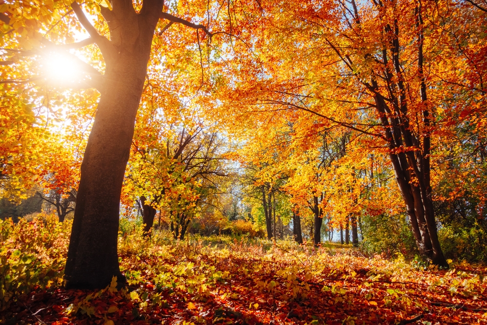 Some garden myths fail in Autumn weather. 