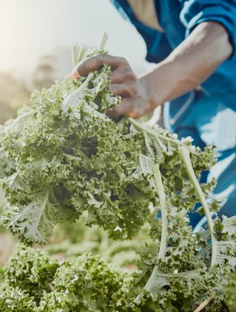There Are Cold-Tolerant Greens to Plant in September