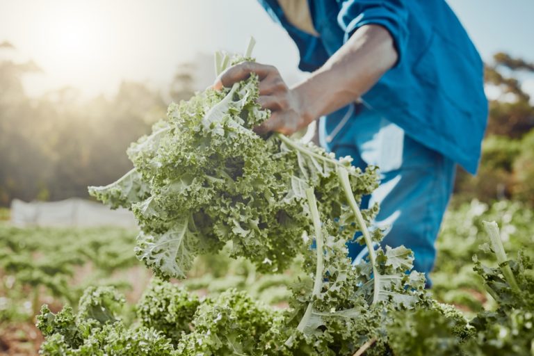 There Are Cold-Tolerant Greens to Plant in September