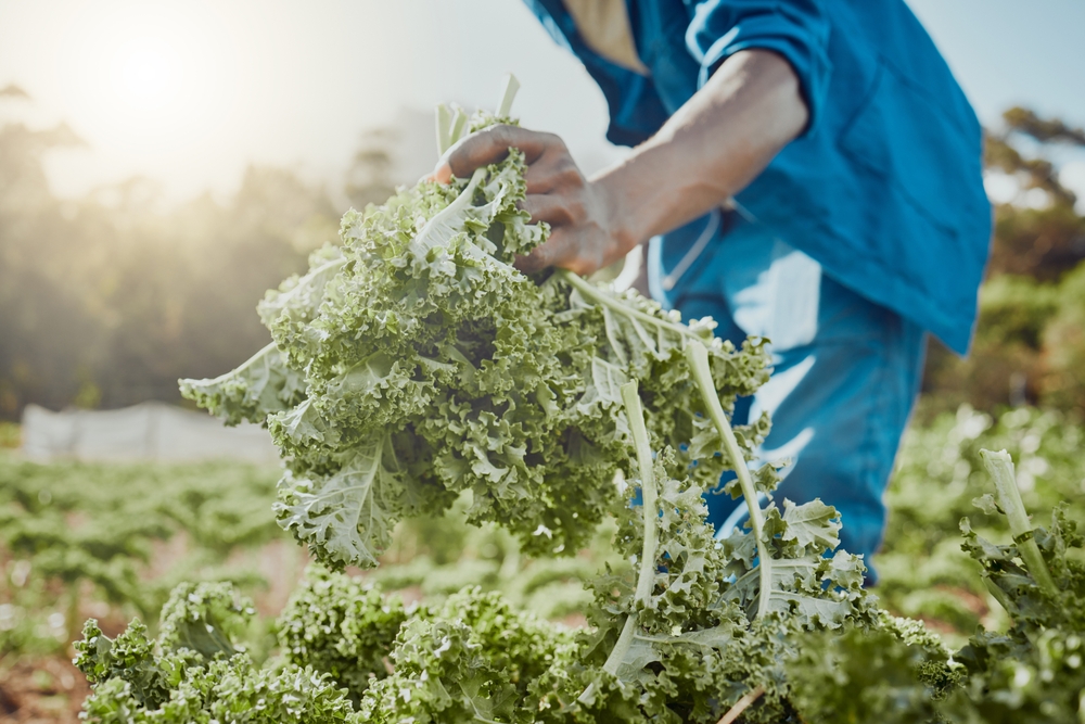There Are Cold-Tolerant Greens to Plant in September