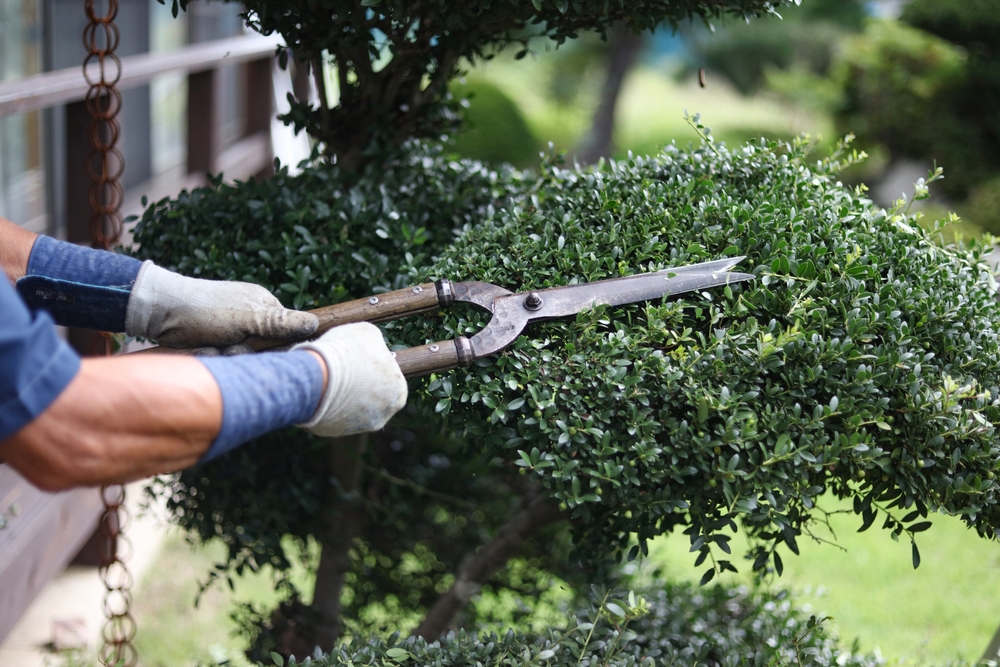 Some garden myths fail in Autumn weather. 