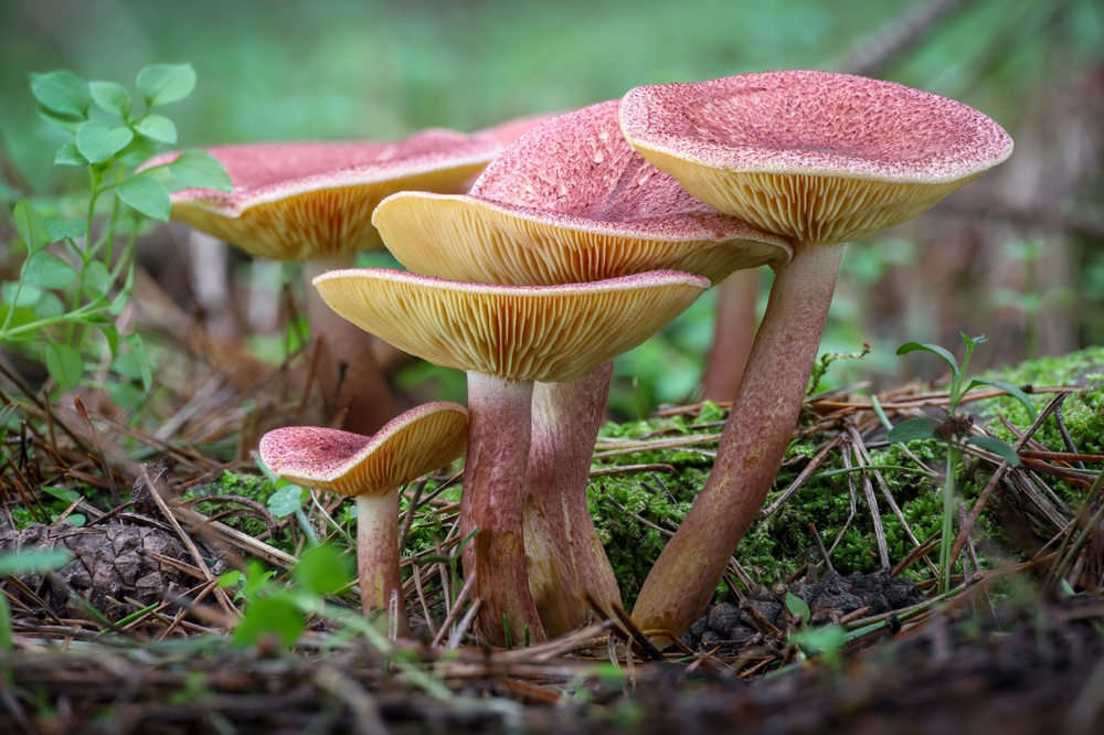 Fungi Networks Are Stronger in Autumn Soils