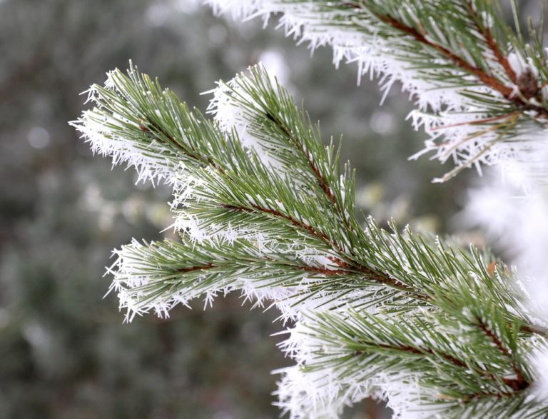 You Can Stop Frost Heave from Killing Young Trees