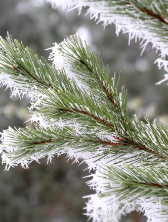 Temperature Fluctuations Impact Fall Growth
