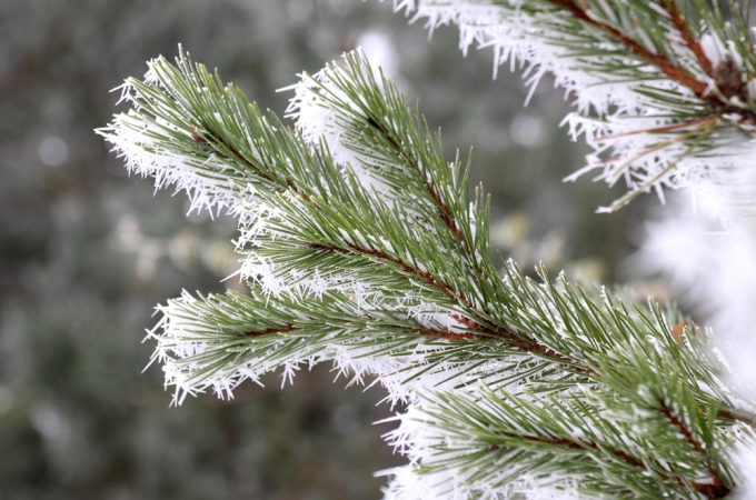 Temperature Fluctuations Impact Fall Growth