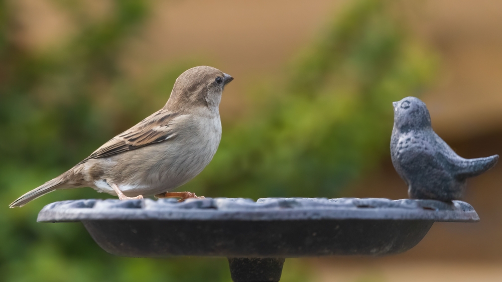 Wildlife relies on your fall garden for survival.