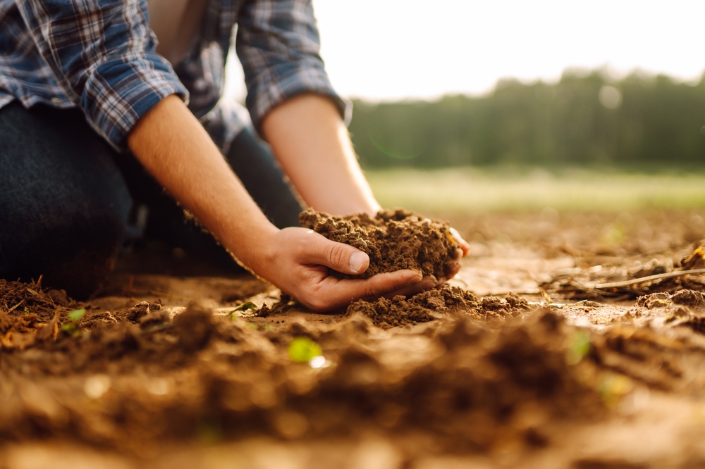 Fallen leaves feed your soil.