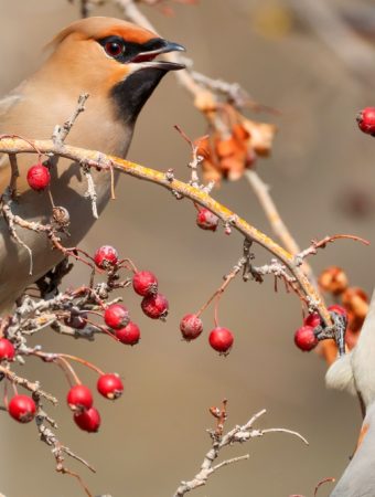 Plant Some Berries for a Winter Feast for Birds